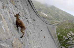 A kőszáli kecskék gravitációt meghazudtoló képessége – videó