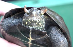 Szarvak vannak egy ritka kínai teknős szemhéján – videó