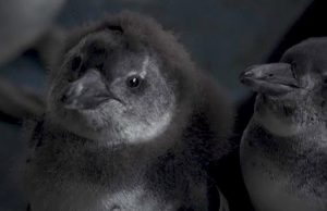 Veszélyben a pápaszemes pingvinek Dél-Afrikában