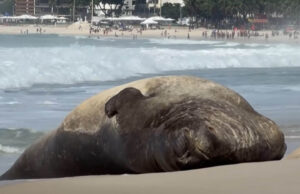 Váratlan vendég a Copacabanán: egy déli elefántfóka bukkant fel Rio híres strandján – Videó
